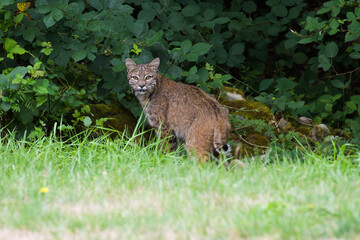 Wild bobcat on the edge of a suburban open space in daylight looking back