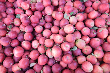 Large amount of fresh picked red Washington gala apples with leaves and stalks filling frame
