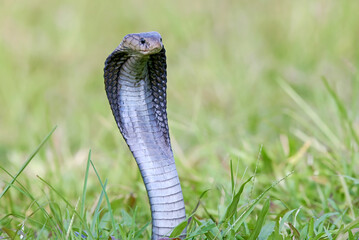 A venomous snake on a field