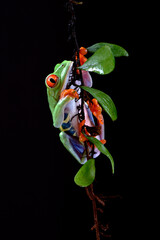 Red-eyed tree frog hanging on a tree