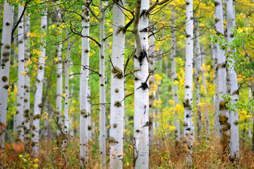 Aspen Tree in Fall Autumn Selective Focus Blurred Background