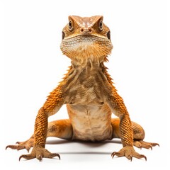 Obraz premium lizard on a white background isolated.