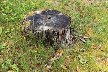 Old tree stump with bark covered with moss in the grass