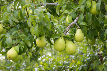 Crop of fresh ripe pears hanging on fruit tree ready to be picked