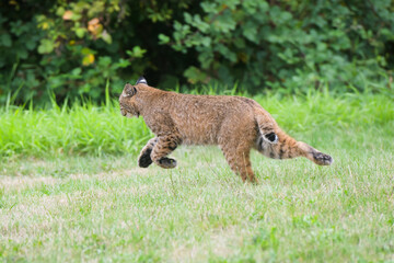 Wild bobcat running through suburban garden in daylight