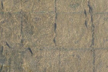 fish in an urban river swim upstream to spawn