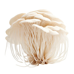 Enoki mushroom on transparent background