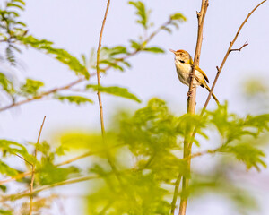 A Tailor bird resting on a tree