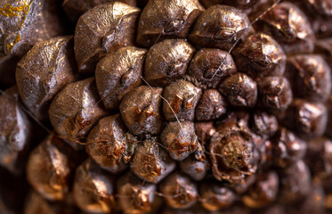 close-up of the texture of the cones