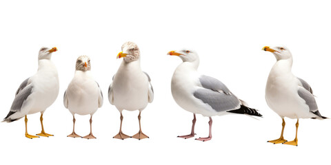 Seagull in many angle and view on transparent background
