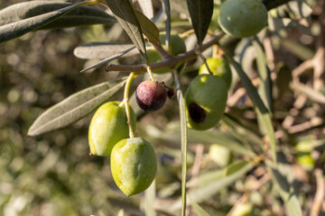 Olive fruits on the branch. close up about agriculture.