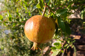 ripe pomegranate fruit on the branch, close-up.