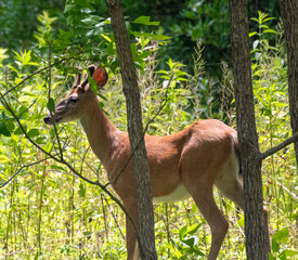 deer in forest