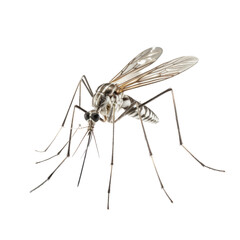 a mosquito insect, in a bug infested, plague and  Virus-themed, photorealistic illustration in a transparent PNG, cutout, and isolated. generative ai