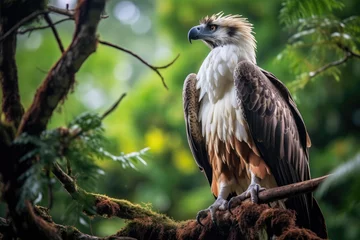 Poster Majestic Philippine Eagle perched on a treetop in its dense forest habitat © thejokercze