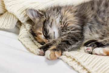 Naklejka na ściany i meble a small gray beautiful fluffy kitten is sleeping nearby .Cat sleeping close-up