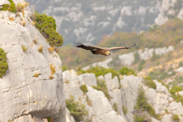Un aigle en plein vol au dessus des gorges du Verdon