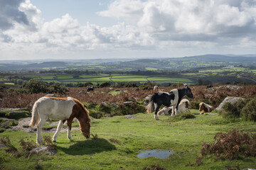 Wild ponies relaxing and grazing in Dartmoor