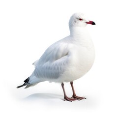 Short-billed gull bird isolated on white background.