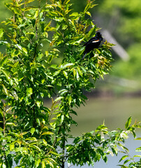 orange winged blackbird