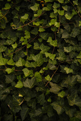 green leaves on the ground