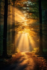 Tranquil misty autumn forest with sun rays