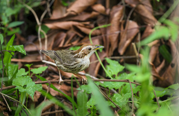 The puff-throated babbler or spotted babbler is a species of passerine bird found in Asia. They are found in scrub and moist forest mainly in hilly regions.