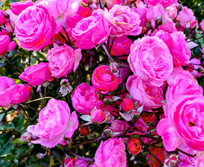 Vibrant pink rose bush with vibrant petals