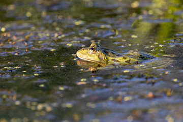 Green Marsh Frog (Pelophylax ridibundus) in the Danube Delta, Romania, Europe