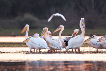 Great White Pelican (Pelecanus onocrotalus) in the Danube Delta, Romania 