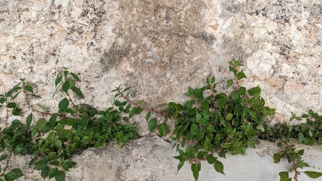 The plant Parietaria judaica grows on rocks in Portugal