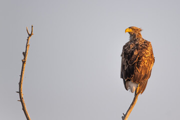 White-tailed eagle (sea eagle) (Haliaeetus albicilla) in the Danube Delta, Romania, Europe