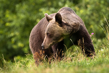 Brown bear (Ursus arctos) in a forest in Carpathian Mountains, Romania, Europe