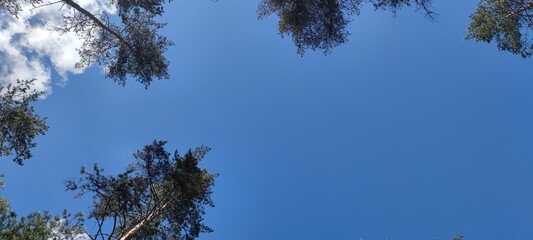 Blue sky above the treetops. Pine forest, long brown trunks of pine trees go high up. At the top there are visible branches with green needles and a blue sky without clouds.