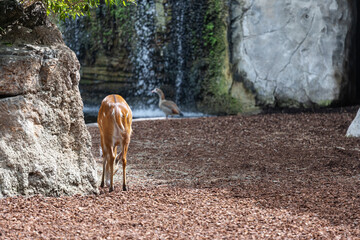 Deer at Bioparc, Valencia, Spain - 652475002
