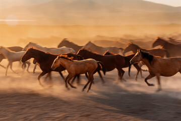 Beautiful wild horses on rural field on sun set  in the city of Kayseri of Turkey country