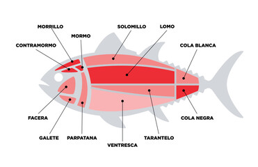 Tuna Cuts diagram (ronqueo). Parts of tuna written in Spanish.