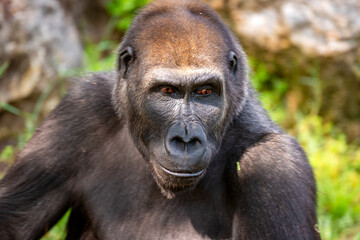 Western lowland gorilla sitting on the grass in the park. Summer day at the zoo.
