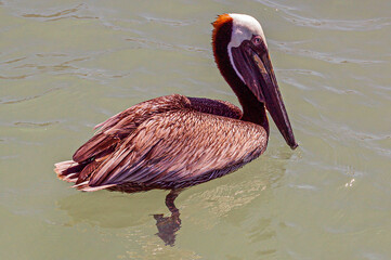 portrait of a swimming pelican with brown feathers