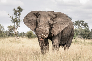 front view of a african elephant in the wild bush of kruger national park in south africa