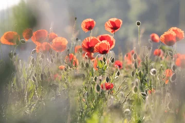 Fototapeten Poppy fields  © scott