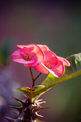 Euphorbia milii flower crown of Christ with blurred background