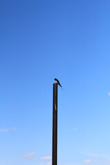 swallow sitting on a pole with the blue sky in the background