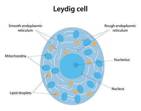 Leydig cell. The cell of the testes that produce testosterone. Labelled diagram.	