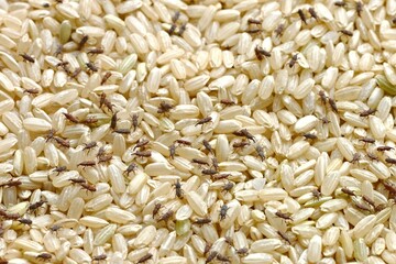 Extreme Close-Up of Rice Weevil in 4K Image