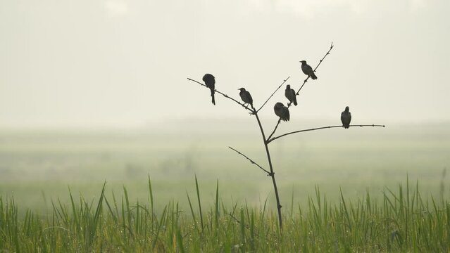 A flock of birds sitting on a branch in a foggy morning, chirping merrily. The birds are silhouetted against the rising sun, and the fog creates a mystical atmosphere. 