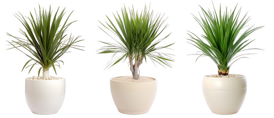 Tropical house yucca plant in modern pot or vase isolated on transparent background generative ai