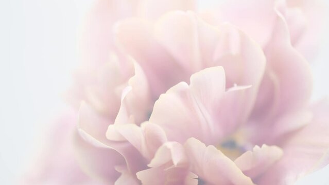 Flower opening close up, soft pink petals of beautiful tulip time lapse, nature background. Tulip spring flower macro shot, center of blooming pastel pink tulip Easter backdrop, romantic, wedding card