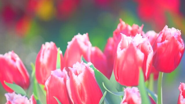 Tulips flower blooming in spring garden. Spring garden tulip flowers blooming on flower bed, trendy gardening concept, beautiful blooming red tulips, slow motion. Outdoor. 