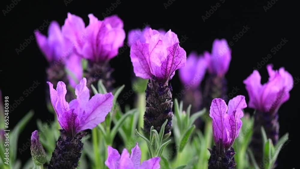 Wall mural Lavender isolated on black background. Blooming Violet fragrant lavender flowers, rotating, close up. Growing Lavender, harvest. Garden, gardening. Design of aromatic flowers. 